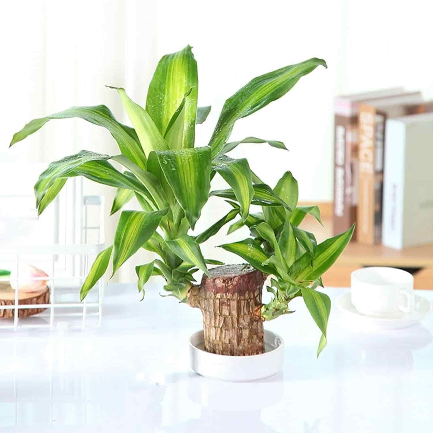 HOME DECORE TRENDS
